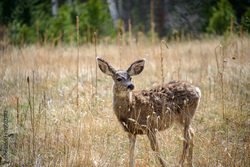 deer in the woods