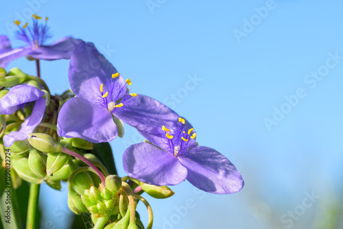 Prairie Spiderwort with its beautiful violet petals and yellow anthers, against blue sky