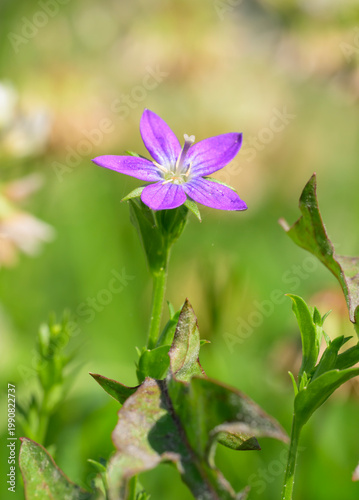 Fotografía Tiny Triodanis perfoliata, clasping Venus' looking-glass flower in spring sun