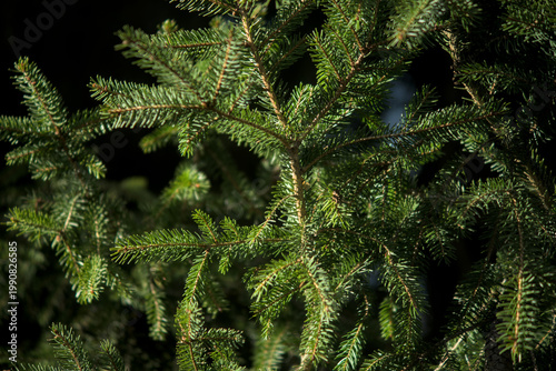 Texture de branches de sapin en gros plan, fond végétal