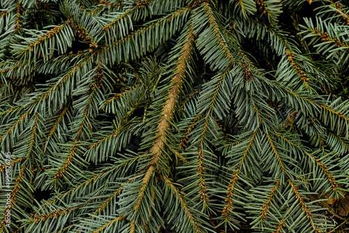 Texture de branches de sapin en gros plan, fond végétal