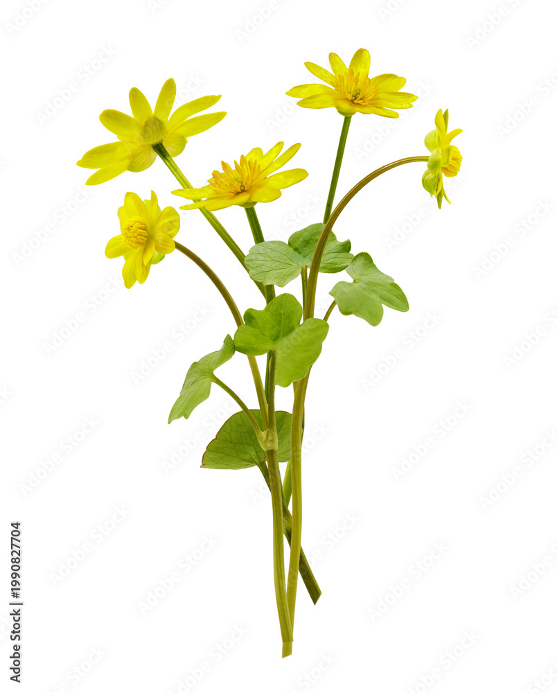 Obraz premium Close up of bouquet of spring yellow lesser celandine flowers isolated on transparent background. Ficaria verna