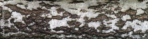 Photos Long horizontal background for your design with the texture of old birch bark
