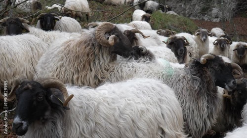 Flock of sheep grazing peacefully in a lush mountain valley