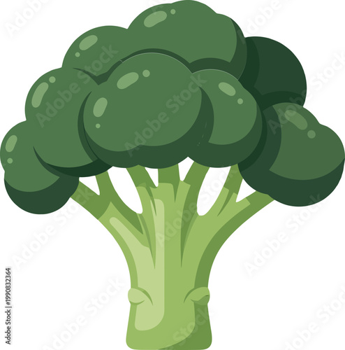 Fresh green broccoli vector illustration, organic raw vegetable floret icon, healthy vegan food ingredient isolated on white background
