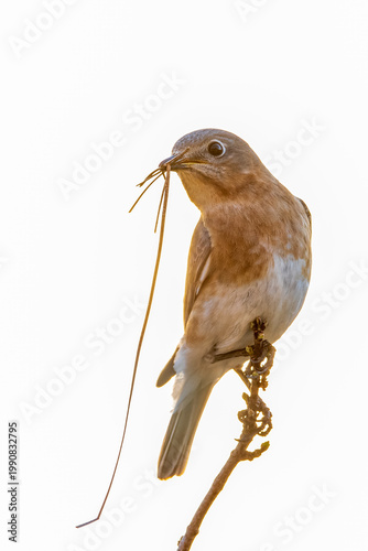 Eastern Bluebird Female Holding Nesting Material in Beak