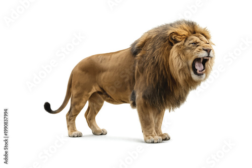 lion isolated on white background