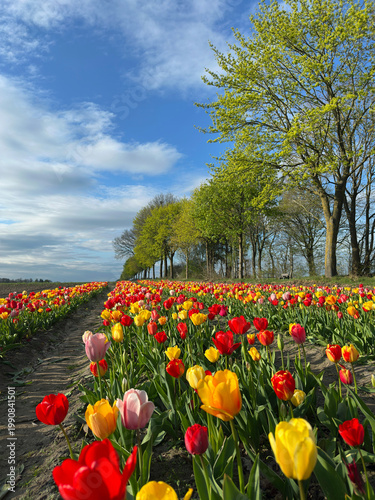 Tulpenfeld in der Lüneburger Heide
