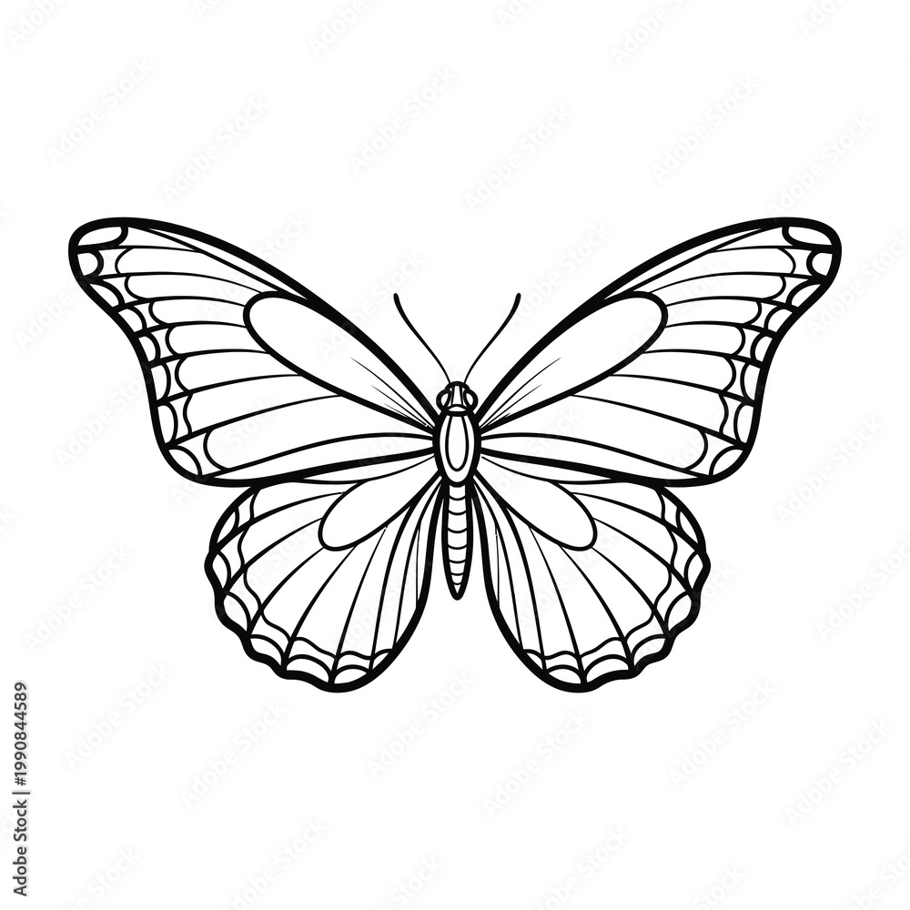 Fototapeta premium Black and white butterfly illustration with open wings
