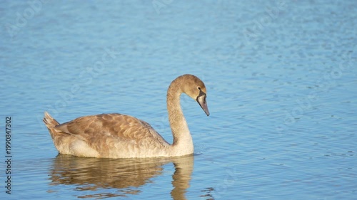 swan swimming in the water