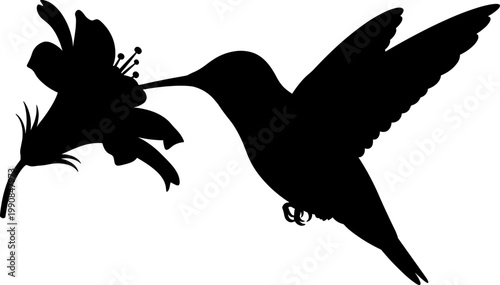 Hummingbird silhouette drinking nectar from a blooming flower