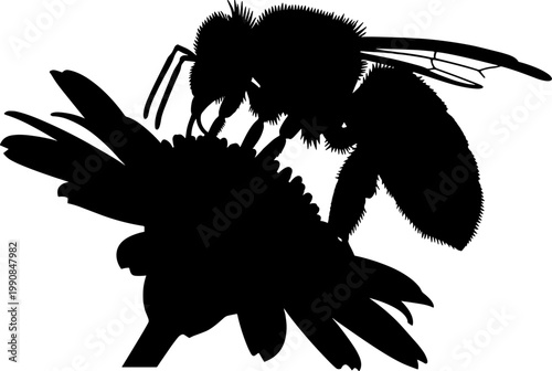 Honeybee foraging on a daisy flower silhouette