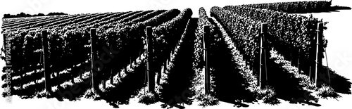 Vineyard rows silhouette stretching across a rural landscape