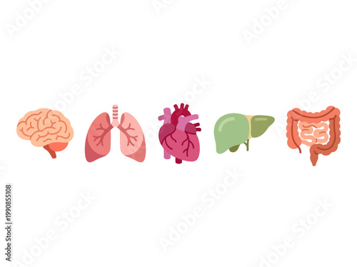 Elegant flat vector illustration of essential human internal organs: brain, heart, lungs, liver, and intestines.
