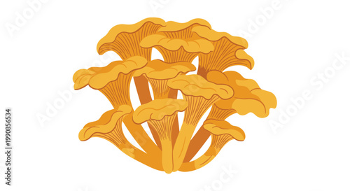 Cluster of several golden yellow chanterelle mushrooms with wavy caps and thick stems isolated on a white background.