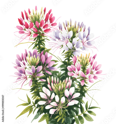 Whispering spider flowers blooming in gentle pink and lavender watercolor.
