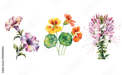 Graceful garden trio of petunia nasturtium and wild blooms in watercolor harmony.