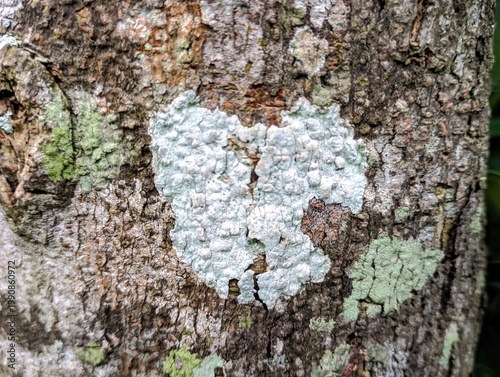 Obraz na plátně Close up view of light green lichen growing on textured tree bark