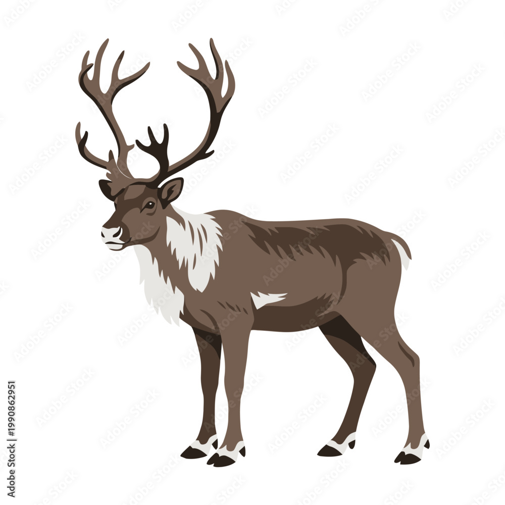 Fototapeta premium Reindeer standing isolated on white background looking left