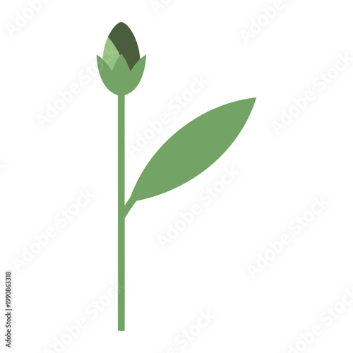 Green Ononis flower bud with one leaf