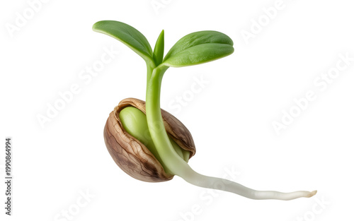 Close up of a single plant sprout with emerging green leaves and a white root, showing the early stages of new life and growth from a seed, on transparent background. on transparent background