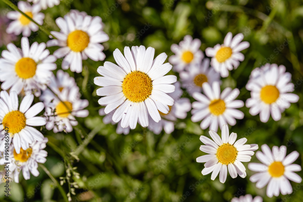 Fototapeta premium daisy flower in spring