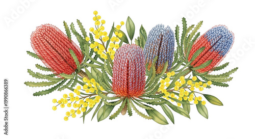 Colorful banksia flowers isolated on transparent background