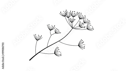 black and white butterfly on white