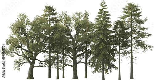 Realistic Dense Forest Tree Group with Oak and Pine Silhouette Vector Illustration Landscape Scene