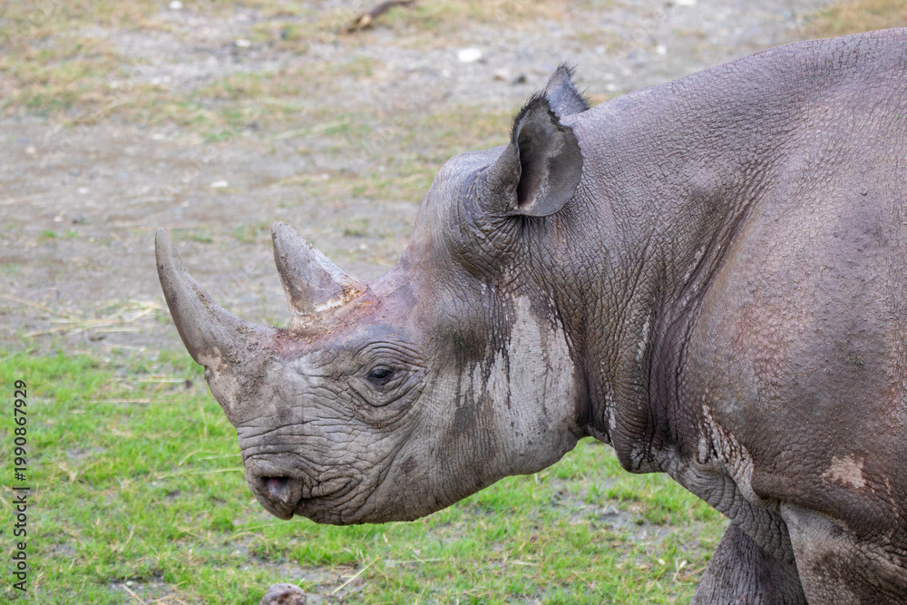 Obraz premium A black rhinoceros at a local zoo