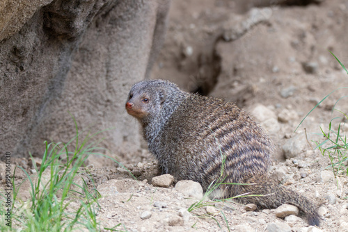 Foto A banded mongoose at a local zoo