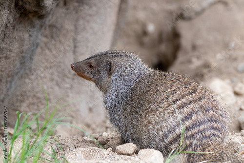 Photos A banded mongoose at a local zoo