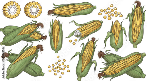 Fresh Corn Cobs with Husk and Kernels, Agricultural Produce, Healthy Food for Cooking, Farm-to-Table Illustration of Corn