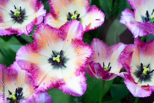 Rows of tulip flowers
