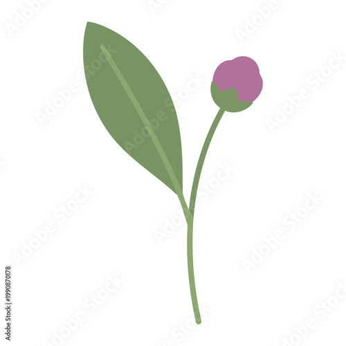 Simple flat Monardella flower with one leaf green purple
