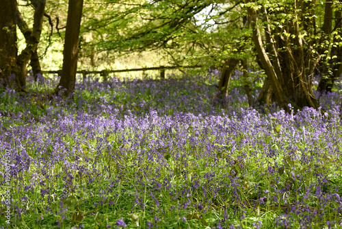 Blubells grow in the wild in a forest on a sunny spring day