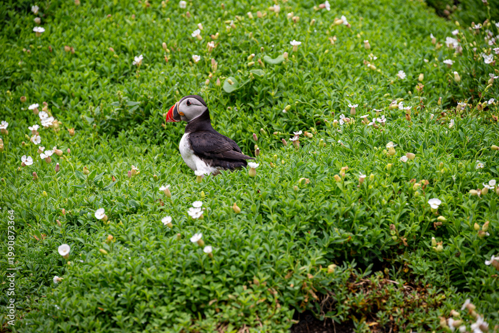 Obraz premium Puffins Life