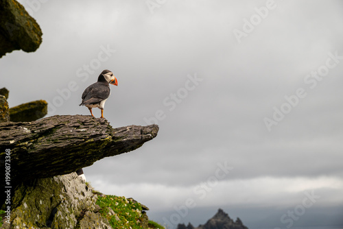 Puffins Life
