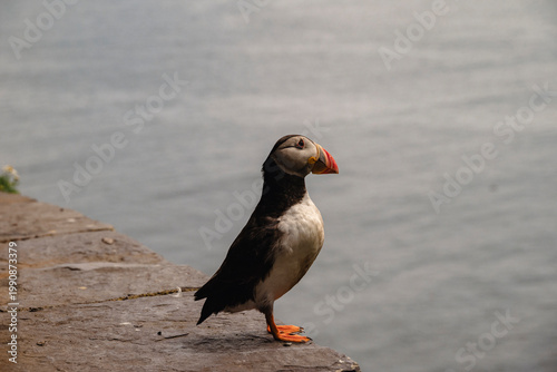 Puffins Life