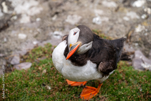 Puffins Life