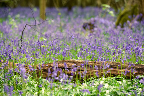 Blubells grow in the wild in a forest on a sunny spring day