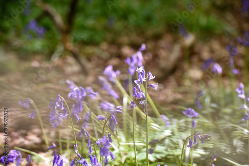 Blubells grow in the wild in a forest on a sunny spring day