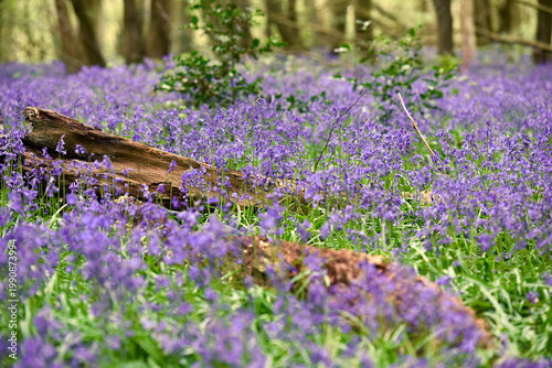 Blubells grow in the wild in a forest on a sunny spring day
