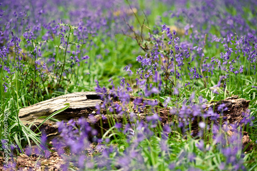 Blubells grow in the wild in a forest on a sunny spring day