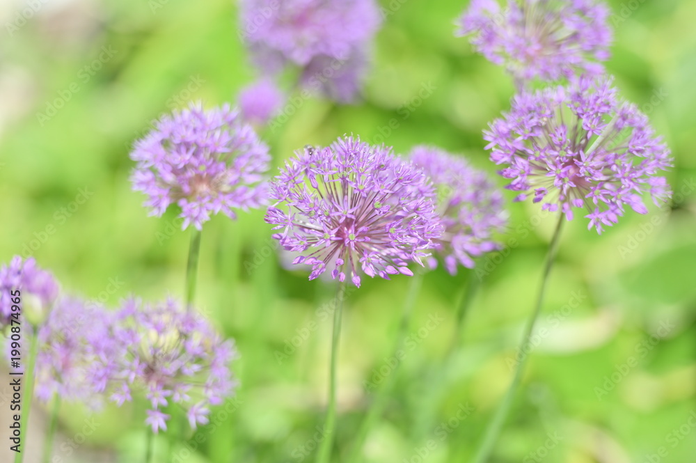 Fototapeta premium Purple Allium Flowers