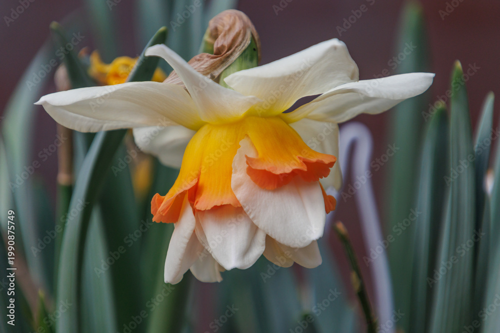 Fototapeta premium Der Frühling in Westfalen