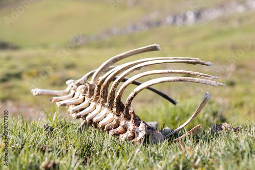 rib cage of bones of a cow in nature