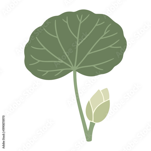 Simple flat Petasites plant with one leaf and bud green