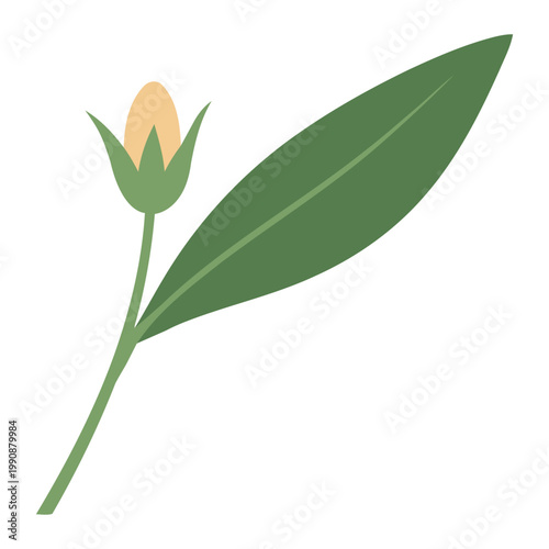 Simple flat Phlomis flower with one leaf green yellow