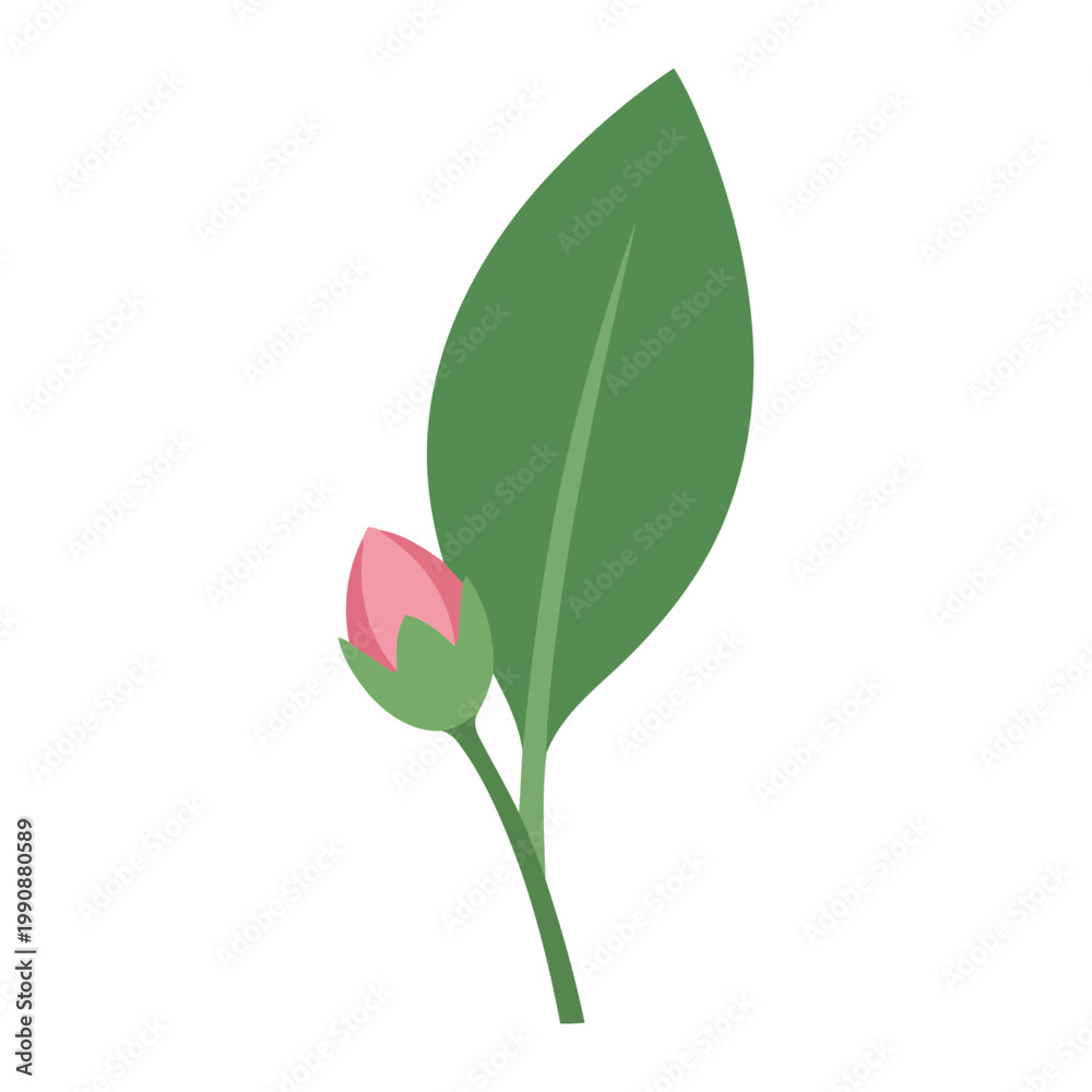 Obraz premium Simple flat Pimelea with one leaf and pink bud flower bud